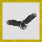 Click here to download the Brush