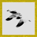 Click here to download the Brush